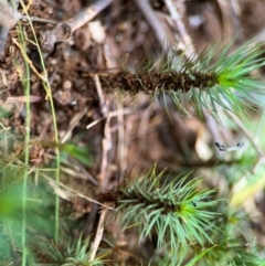 Dawsonia superba at Alstonville, NSW - 31 Jul 2024 by Hejor1