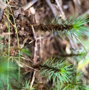 Unidentified at suppressed - 31 Jul 2024