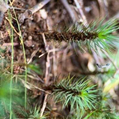 Dawsonia superba at Alstonville, NSW - 31 Jul 2024 by Hejor1