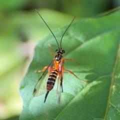 Echthromorpha intricatoria at Alstonville, NSW - 31 Jul 2024 by Hejor1