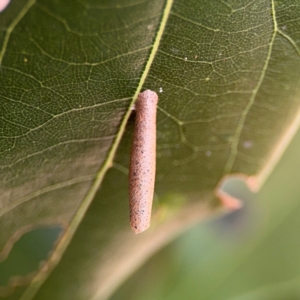 Unidentified at suppressed - 31 Jul 2024