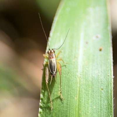 Trigonidium sp. (genus) at Alstonville, NSW - 31 Jul 2024 by Hejor1