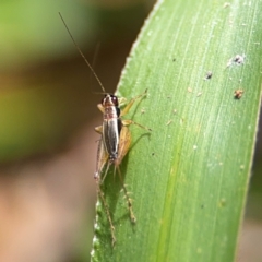 Trigonidium sp. (genus) at Alstonville, NSW - 31 Jul 2024 02:14 PM