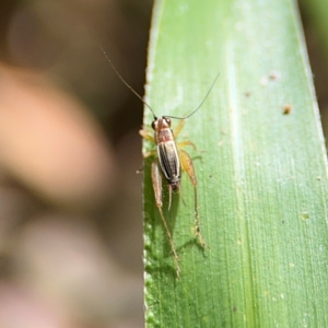 Trigonidium sp. (genus) at Alstonville, NSW - 31 Jul 2024 02:14 PM