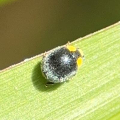 Apolinus lividigaster (Yellow Shouldered Ladybird) at Alstonville, NSW - 31 Jul 2024 by Hejor1