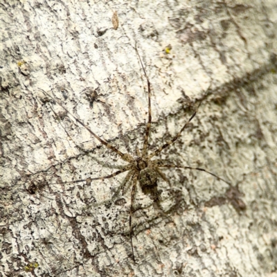 Tamopsis sp. (genus) (Two-tailed spider) at Alstonville, NSW - 31 Jul 2024 by Hejor1