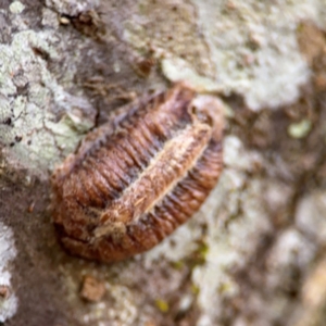 Pseudomantis (genus) at Alstonville, NSW - 31 Jul 2024