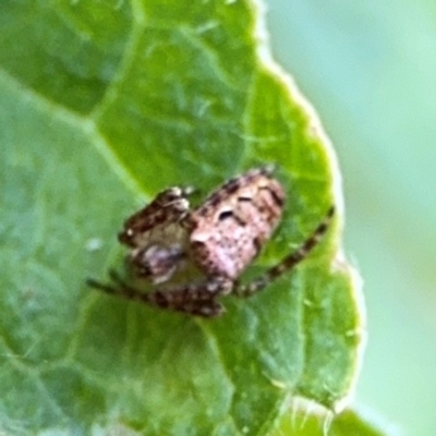 Plebs eburnus (Eastern bush orb-weaver) at Alstonville, NSW - 31 Jul 2024 by Hejor1
