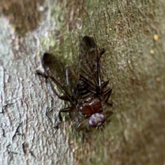 Hippoboscidae sp. (family) (Louse fly) at Lynwood, NSW - 31 Jul 2024 by Hejor1