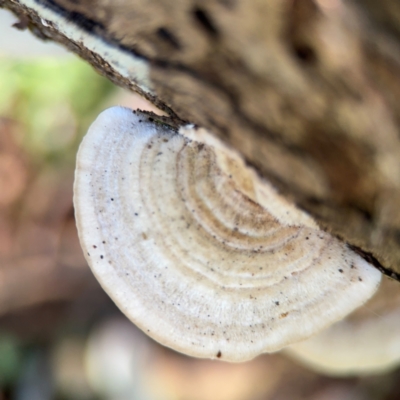 Trametes sp. at Alstonville, NSW - 31 Jul 2024 by Hejor1