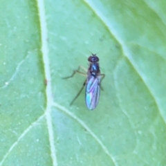 Sympycninae (Subfamily) (A long-legged fly) at Teven, NSW - 31 Jul 2024 by Hejor1