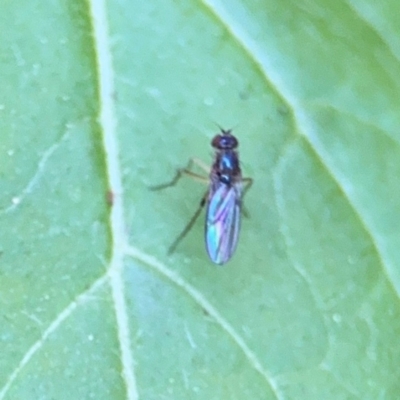 Dolichopodidae sp. (Family) at Teven, NSW - 31 Jul 2024 by Hejor1