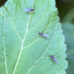 Sympycninae (Subfamily) at Teven, NSW - 31 Jul 2024 01:31 PM