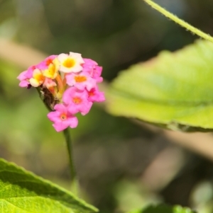 Lantana camara at Alstonville, NSW - 31 Jul 2024