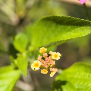 Lantana camara at Alstonville, NSW - 31 Jul 2024