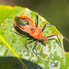 Gminatus australis (Orange assassin bug) at Alstonville, NSW - 31 Jul 2024 by Hejor1