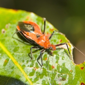 Gminatus australis at Alstonville, NSW - 31 Jul 2024