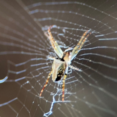 Araneus eburnus at Alstonville, NSW - 31 Jul 2024 by Hejor1