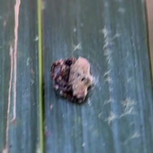 Arkys sp. (genus) at Alstonville, NSW - 31 Jul 2024 01:08 PM