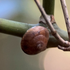 Nitor subrugatus (Corrugated Glass Snail) at Alstonville, NSW - 31 Jul 2024 by Hejor1