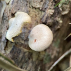 Crepidotus sp. at Alstonville, NSW - 31 Jul 2024 by Hejor1