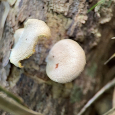 Crepidotus sp. at Alstonville, NSW - 31 Jul 2024 by Hejor1