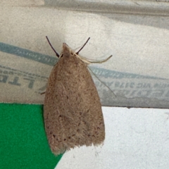 Chezala privatella (A Concealer moth) at Alstonville, NSW - 31 Jul 2024 by Hejor1