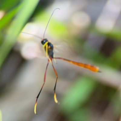 Ichneumonidae (family) at Alstonville, NSW - 31 Jul 2024 by Hejor1