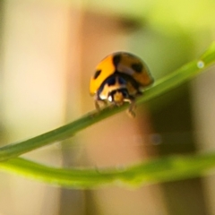 Coelophora inaequalis (Variable Ladybird beetle) at Alstonville, NSW - 31 Jul 2024 by Hejor1