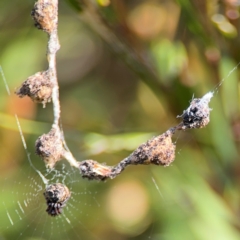 Cyclosa sp. (genus) at Alstonville, NSW - 31 Jul 2024 by Hejor1