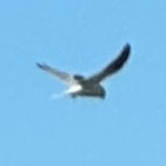 Elanus axillaris (Black-shouldered Kite) at Alstonville, NSW - 31 Jul 2024 by Hejor1