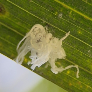 Coccoidea (superfamily) at Alstonville, NSW - 31 Jul 2024 09:59 AM