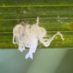 Coccoidea (superfamily) at Alstonville, NSW - 31 Jul 2024 09:59 AM