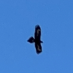 Aquila audax at Alstonville, NSW - 31 Jul 2024 09:51 AM