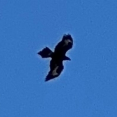 Aquila audax at Alstonville, NSW - 31 Jul 2024 09:51 AM