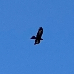 Aquila audax at Alstonville, NSW - 31 Jul 2024 09:51 AM