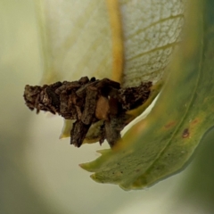 Lepidoscia lainodes at Alstonville, NSW - 31 Jul 2024 by Hejor1