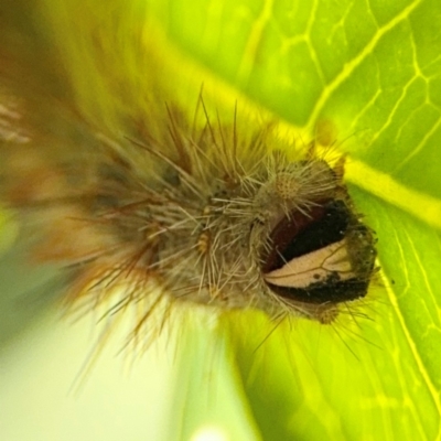 Anthela (genus) immature (Unidentified Anthelid Moth) at Alstonville, NSW - 31 Jul 2024 by Hejor1