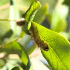 Anthela (genus) immature at Alstonville, NSW - 31 Jul 2024