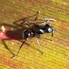 Polyrhachis australis (Dome-backed Spiny Ant) at Alstonville, NSW - 31 Jul 2024 by Hejor1