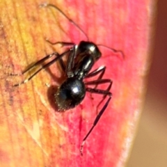 Polyrhachis australis at Alstonville, NSW - 31 Jul 2024 09:39 AM