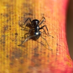 Polyrhachis australis at Alstonville, NSW - 31 Jul 2024 09:39 AM