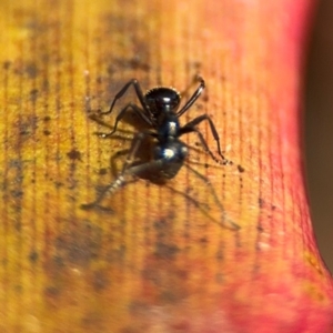 Polyrhachis australis at Alstonville, NSW - 31 Jul 2024 09:39 AM