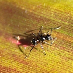 Polyrhachis australis at Alstonville, NSW - 31 Jul 2024 09:39 AM