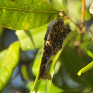 Polyrhachis australis at Alstonville, NSW - 31 Jul 2024 09:39 AM