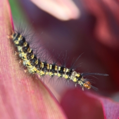 Nyctemera (genus) (A Tiger moth (Arctiini)?) at Alstonville, NSW - 30 Jul 2024 by Hejor1