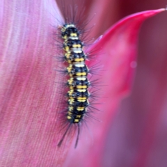 Nyctemera (genus) at Alstonville, NSW - 31 Jul 2024