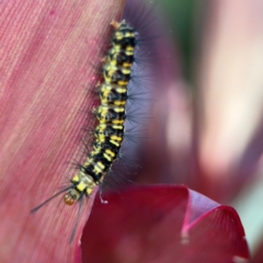 Nyctemera (genus) at Alstonville, NSW - 31 Jul 2024