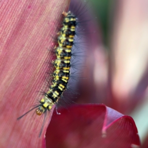 Nyctemera (genus) at Alstonville, NSW - 31 Jul 2024 09:35 AM