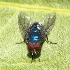 Lucilia sp. (genus) at Alstonville, NSW - 31 Jul 2024 by Hejor1